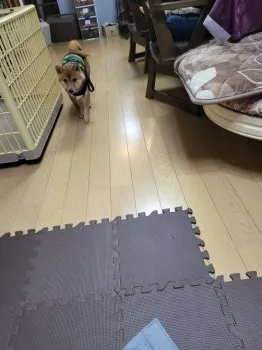 いか 様のお迎えした子犬