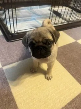 K.O 様のお迎えした子犬