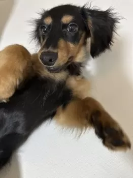 アルト 様のお迎えした子犬