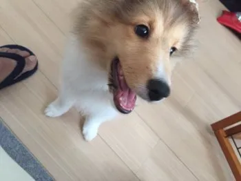 レスリー 様のお迎えした子犬