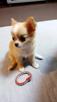 まりえ 様のお迎えした子犬