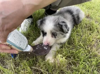 カズユキ 様のお迎えした子犬