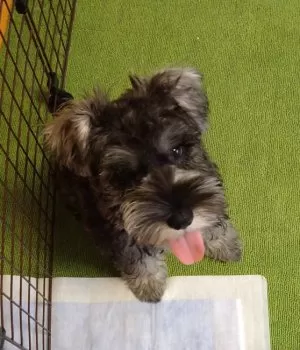 A.T 様のお迎えした子犬