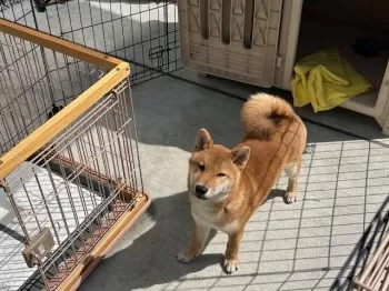 FK 様のお迎えした子犬
