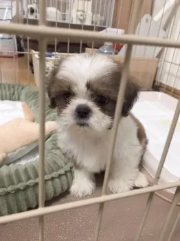 じゅん 様のお迎えした子犬