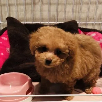 Rika 様のお迎えした子犬