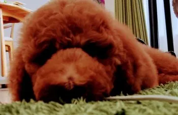 ハミクマ 様のお迎えした子犬