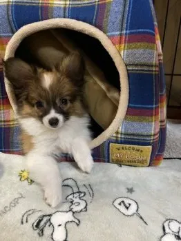 K.S 様のお迎えした子犬