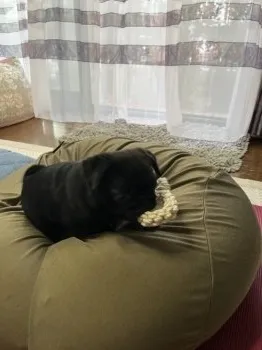 K.M 様のお迎えした子犬