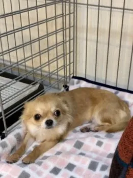 きなこママ 様のお迎えした子犬