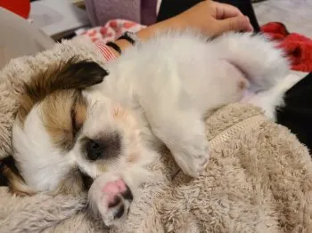 はとぱん 様のお迎えした子犬