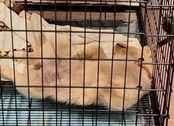 K.K 様のお迎えした子犬