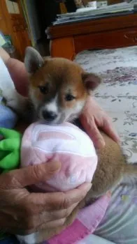 ダニアン 様のお迎えした子犬