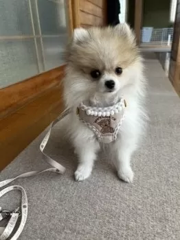 A.U 様のお迎えした子犬