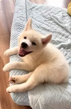 M.O. 様のお迎えした子犬