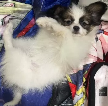 MOMO 様のお迎えした子犬