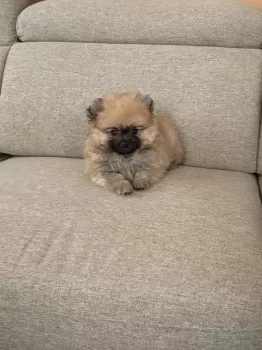 シン 様のお迎えした子犬