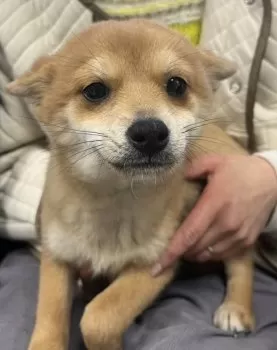 N.O 様のお迎えした子犬