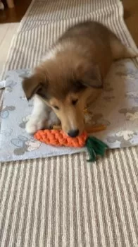 T.A 様のお迎えした子犬