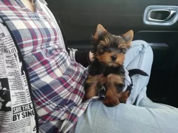 あきさま 様のお迎えした子犬