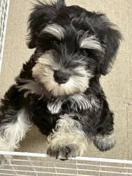 ヌッキー 様のお迎えした子犬