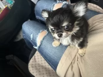 もんちゃんママ 様のお迎えした子犬