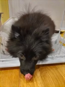 M.N 様のお迎えした子犬