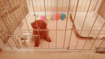トロンちゃんのママ 様のお迎えした子犬