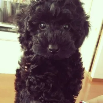 ユリ 様のお迎えした子犬
