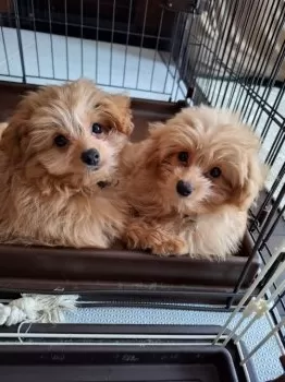 わた 様のお迎えした子犬
