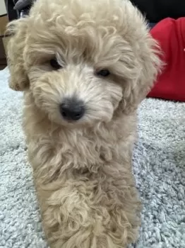 M.T 様のお迎えした子犬