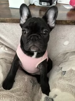 Y.H 様のお迎えした子犬