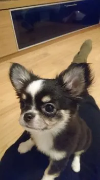 くろわっさん 様のお迎えした子犬