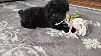 ティアナまま 様のお迎えした子犬
