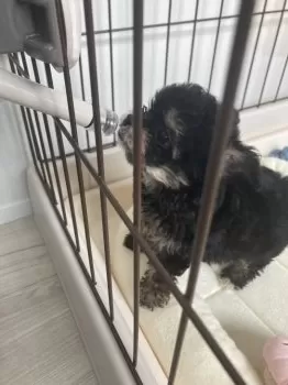 M.M 様のお迎えした子犬