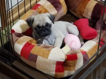 ヒロ 様のお迎えした子犬