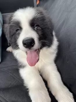 もものすけたろー 様のお迎えした子犬