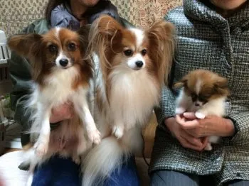 マル 様のお迎えした子犬