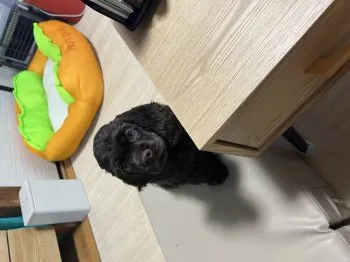 LiSA 様のお迎えした子犬