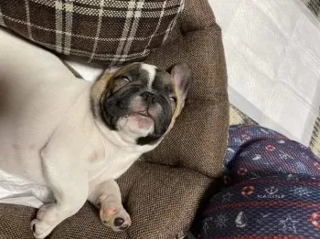 E.H 様のお迎えした子犬