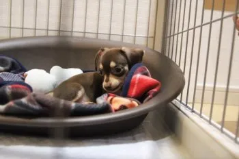 るかママ 様のお迎えした子犬