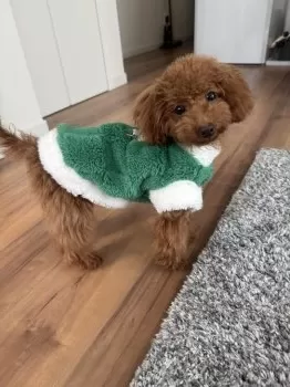 やっちゃん 様のお迎えした子犬