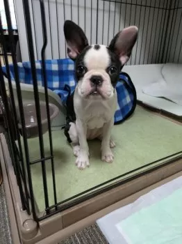 かなこ 様のお迎えした子犬