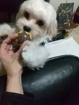 R.T 様のお迎えした子犬