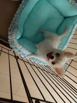 マキ 様のお迎えした子犬
