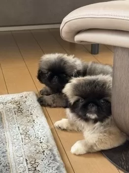 T.Ｉ 様のお迎えした子犬