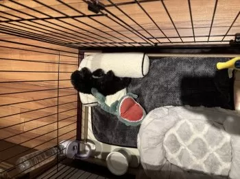 ハコ 様のお迎えした子犬