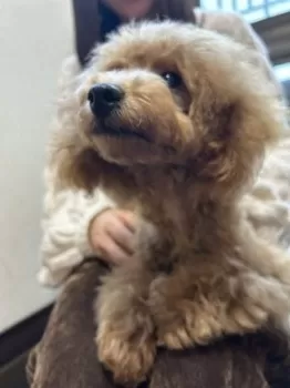 H.Ｉ 様のお迎えした子犬