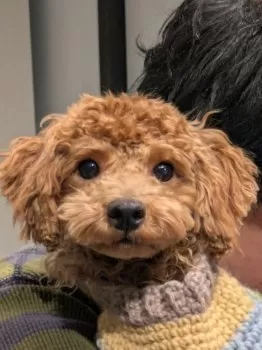 E.N 様のお迎えした子犬