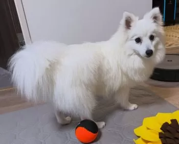 N.U 様のお迎えした子犬